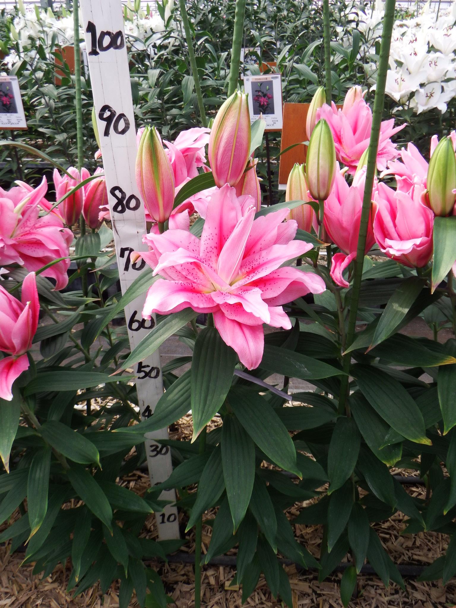 RL ビオラ(八重)